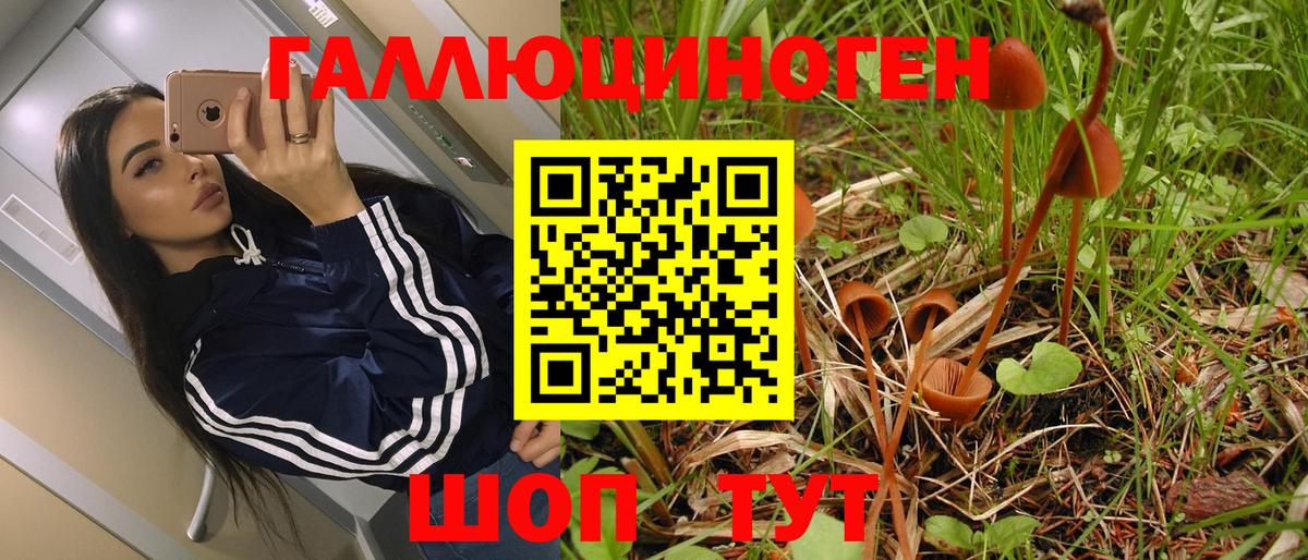 Псилоцибиновые грибы Psilocybe Старая Купавна